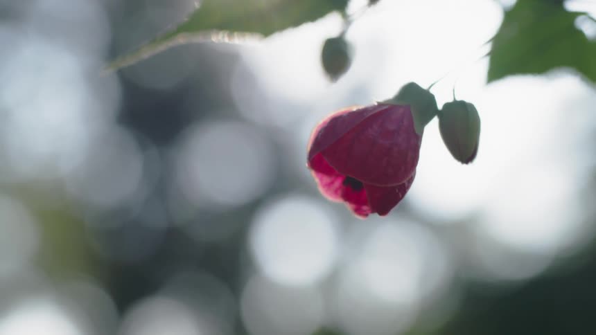 The flower hangs from the branch