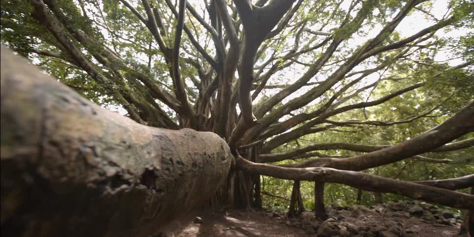 A close view of the very large branches of a huge tree in a forest