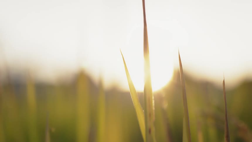 The sun shines on the tall green grass