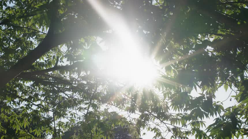 The sun is peeking through the branches