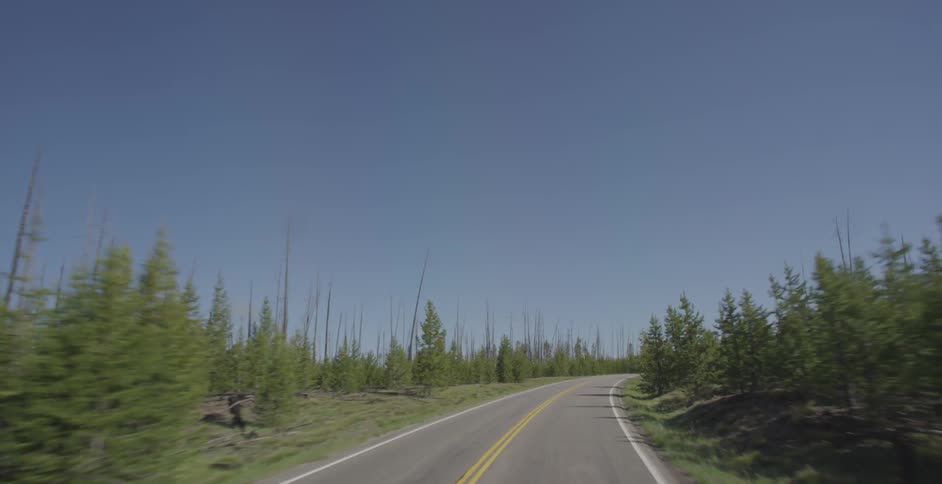 A road runs through a forest