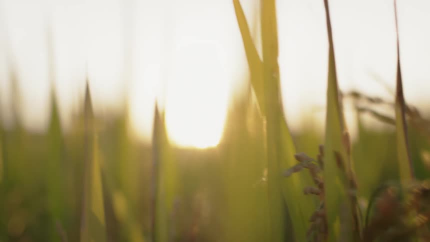 The sun shines on the tops of tall grass