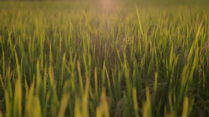Sunlight shines on grass in field