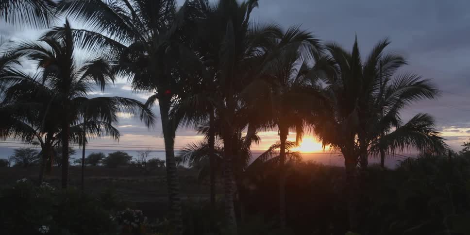 The sun sets behind palm trees on a beach