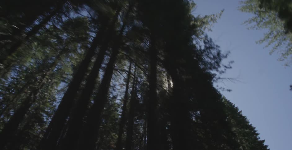 Tall trees during a sunny day