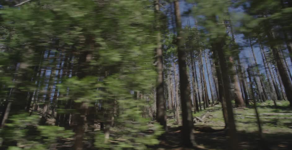 Driving by a woods with a lot of trees