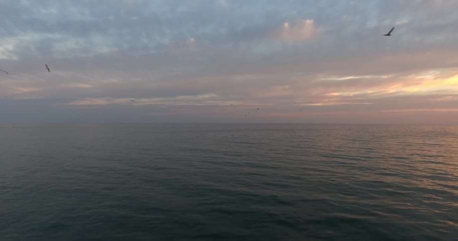 Birds fly above flowing ocean water