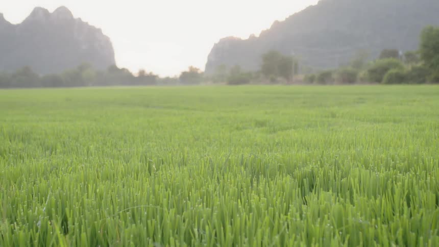 The tall grass leads to mountains ahead