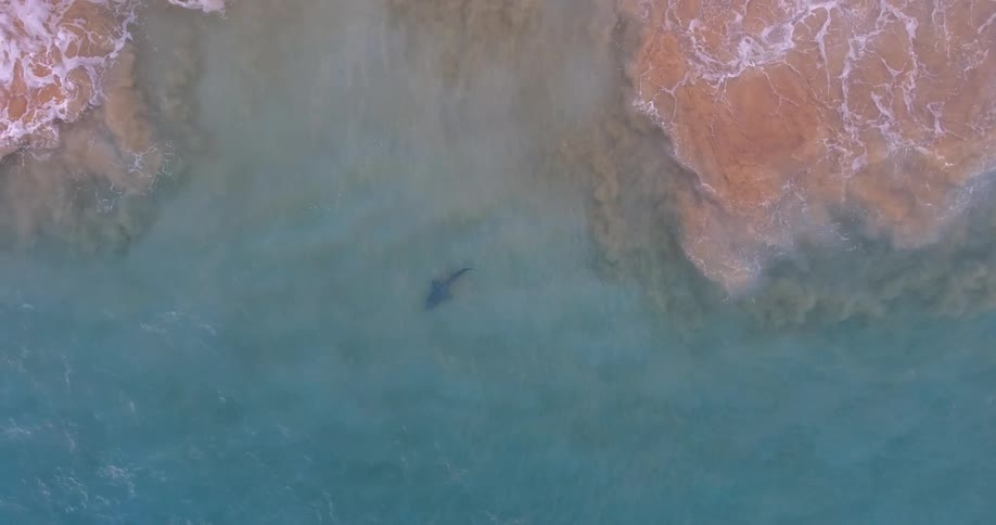 Shark swimming in blue ocean waters