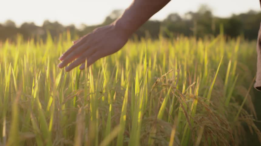 A man feels the waist high grass