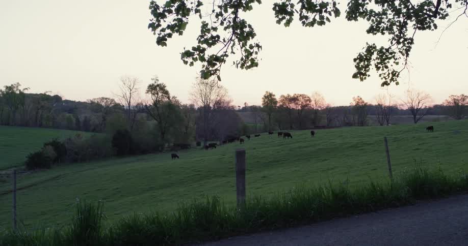 Cows graze in an open pasture
