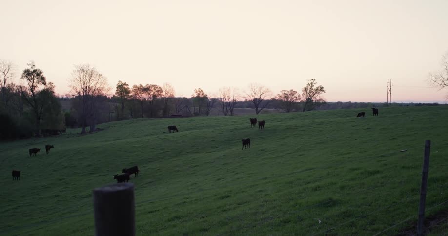 Cows graze in an open pasture