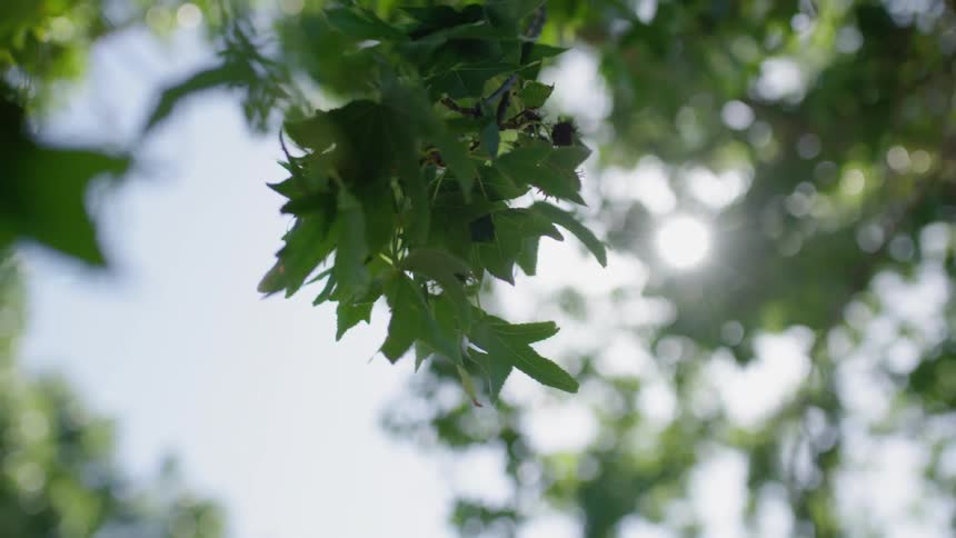 Green leaves on a tree blow gently in the breeze