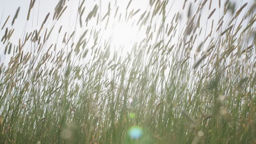 Wind blows through tall field grass on a sunny day