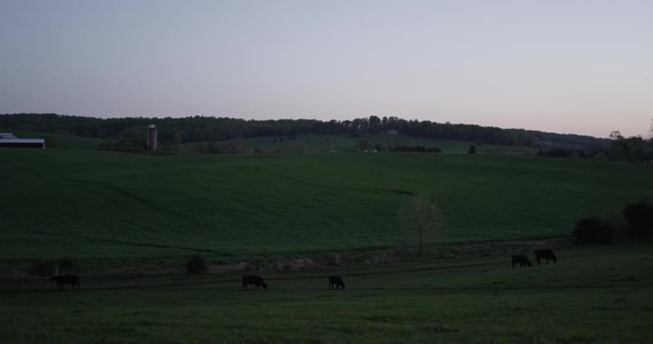 Cows grazing in a field
