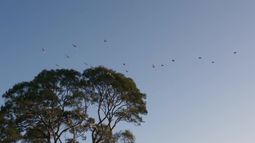 Birds fly above the trees