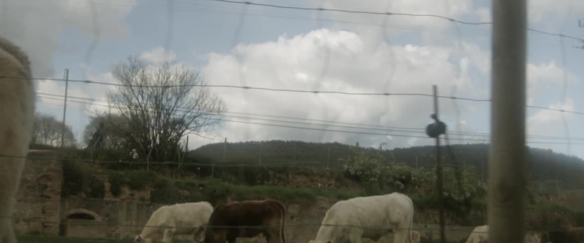 Cattle graze in a field