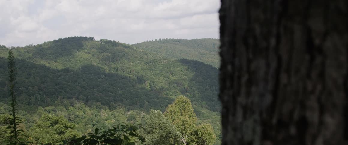 A mountain forest during the daytime