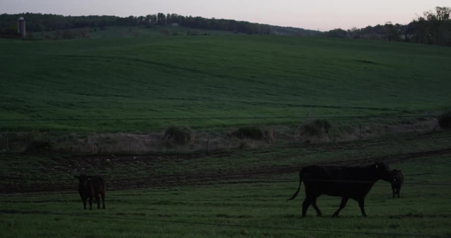Cows graze in an open pasture
