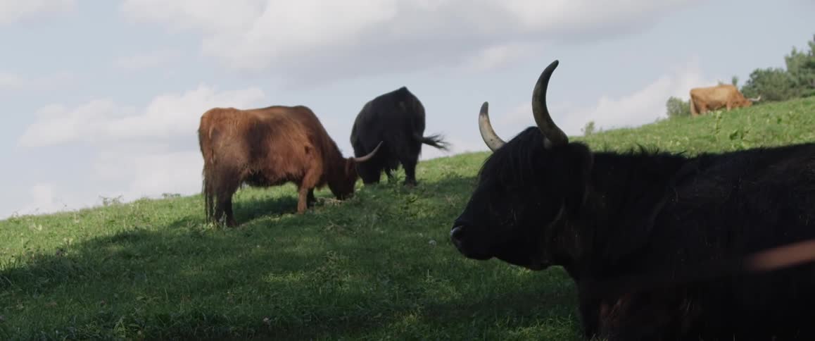 Cows grazing in a field