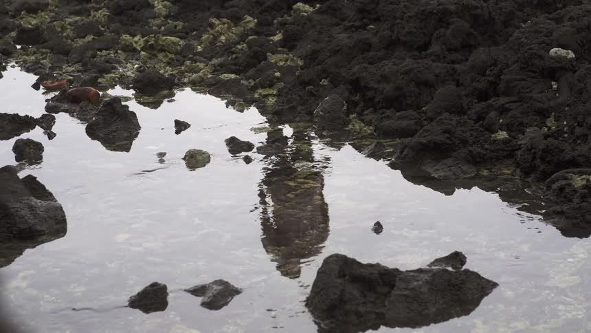 A man walks just beyond a puddle