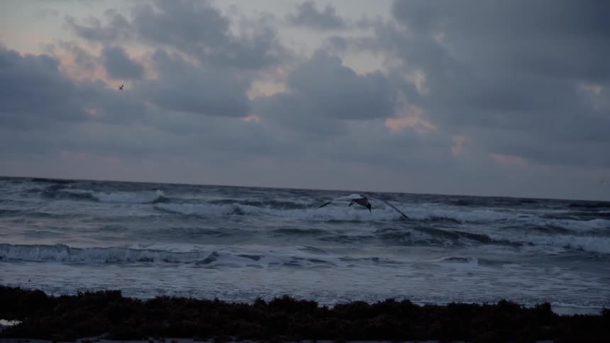 The large bird flies down on the rocks of the shore