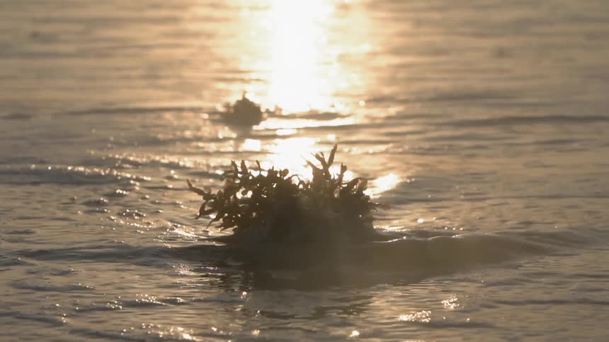 Ocean waves foam around seaweed at sunset