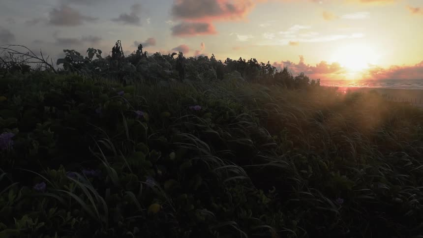 Weeds on a hill sit under the bright sun