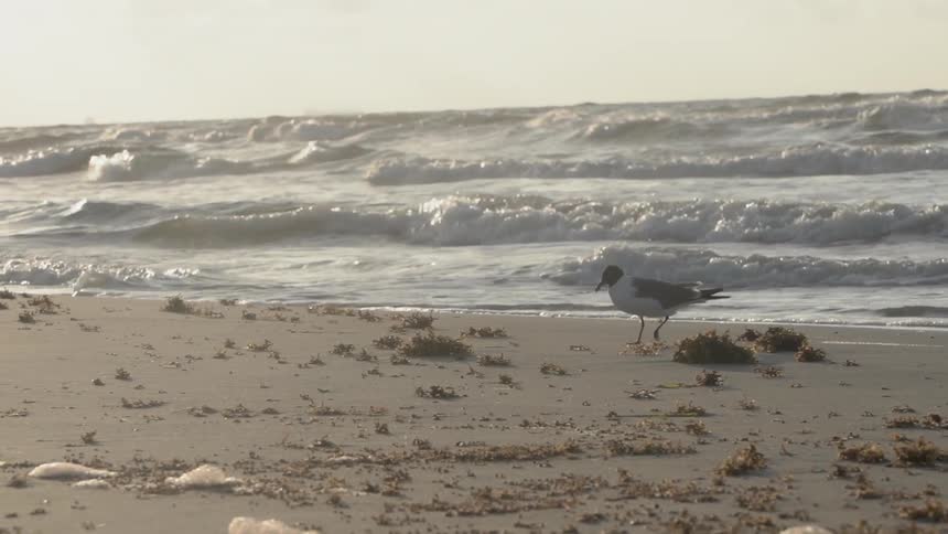 Seagull is walking on beach near the waves and eating off the sand