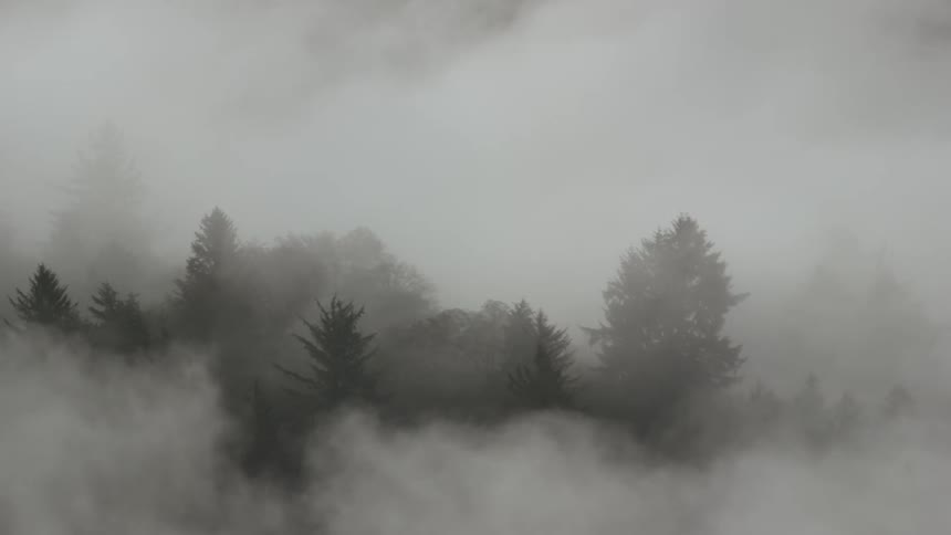 Timelapse of fog swirling around coastal trees