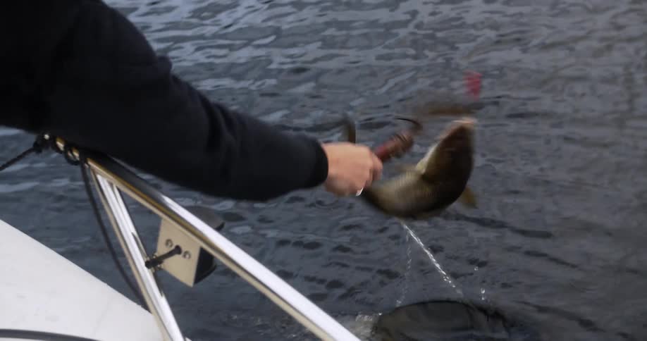 A person hooks a fish that has been caught