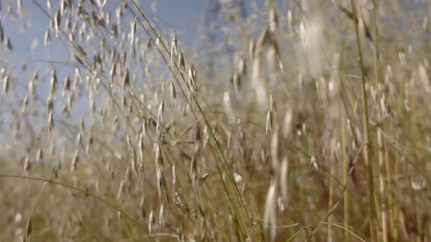 Tall Grass Blows In The Wind