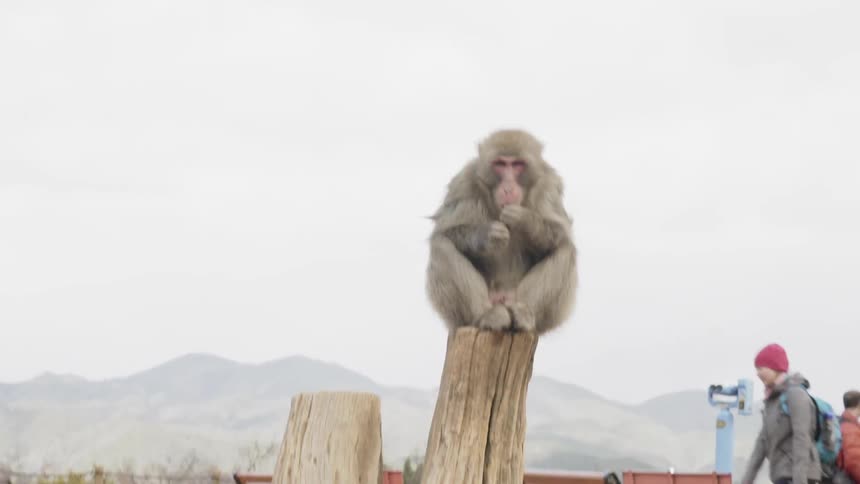 A monkey sits atop a tree stump eating by the bench