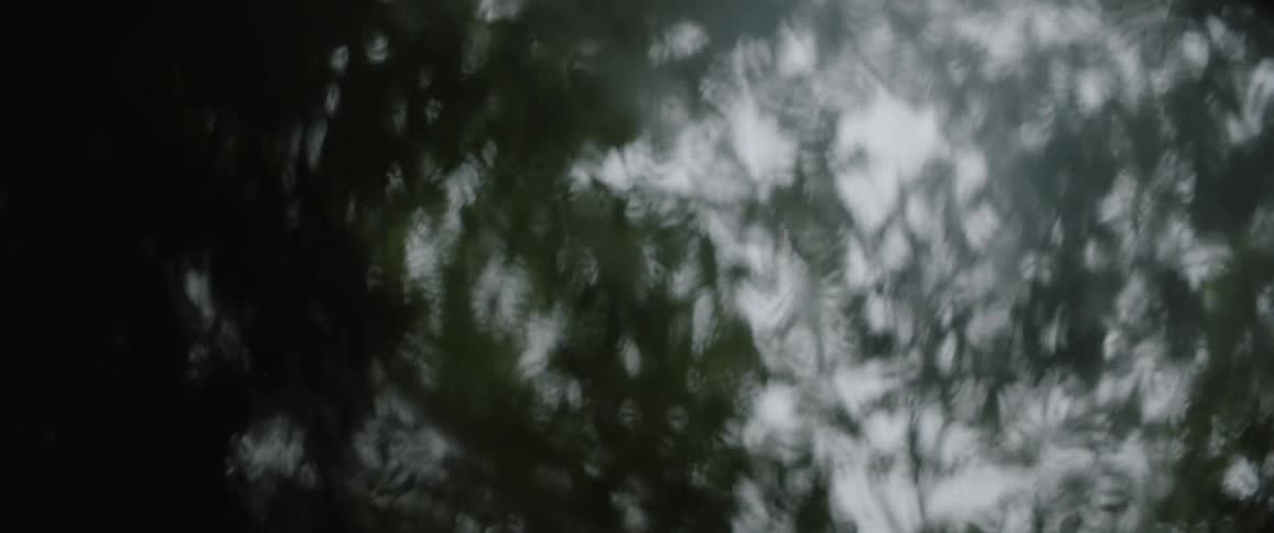 Trees stand tall under a cloudy sky
