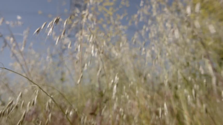 Tall grass bristles in the breeze