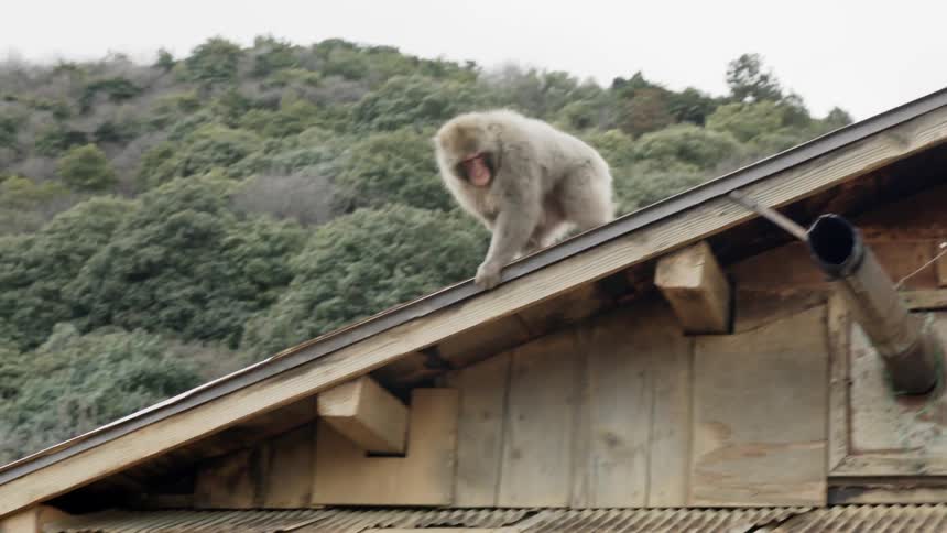 The baboon crawls over the roof