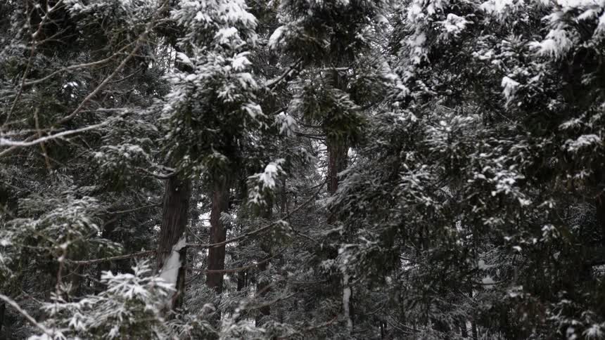 The snow is falling heavily in the forest