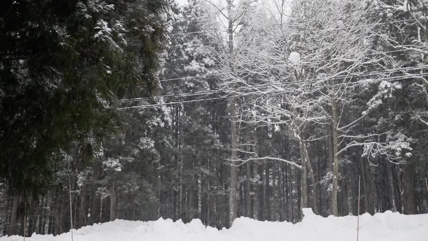 White van travels in the snow