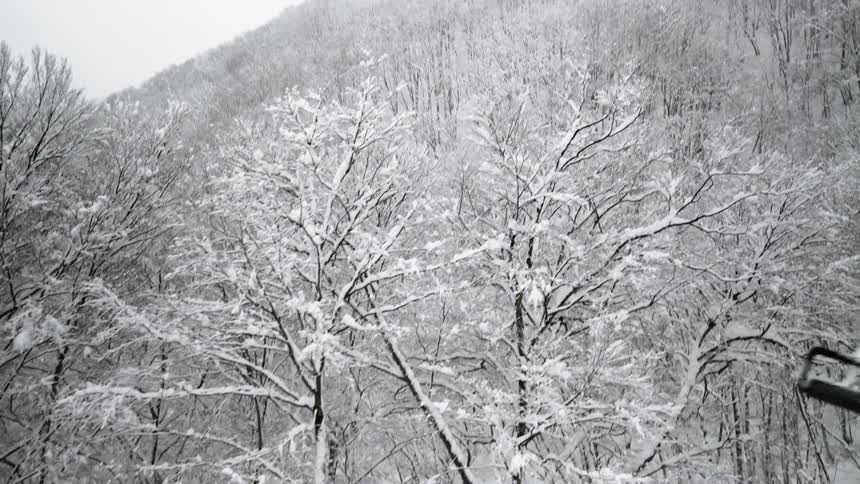 A ski lift chair is passing over trees heavy with snow on a winter day
