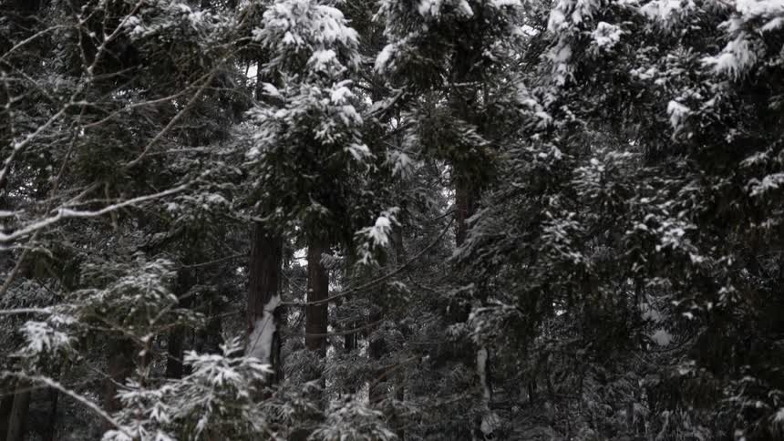 The snow is falling on the forest