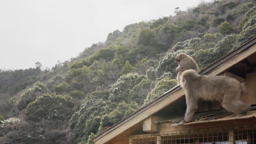 Primates walk on a building roof near a bush covered hill