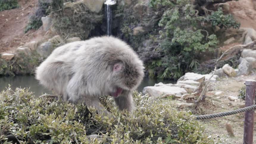 Primate eating vegetation near a small waterfall