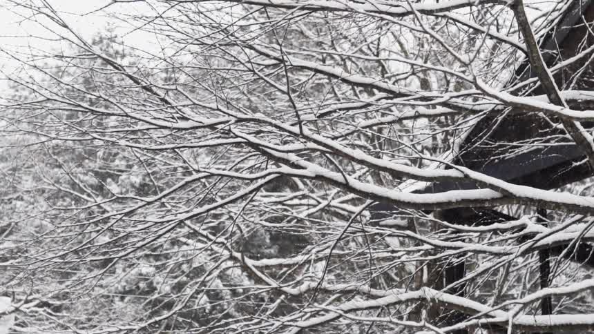 The tree branches have heavy snow on top