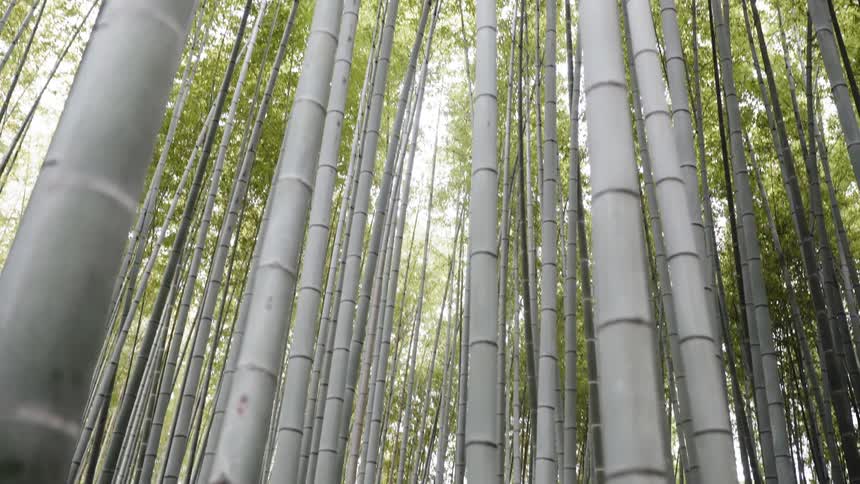 Many tall thin bamboo trees in a forest