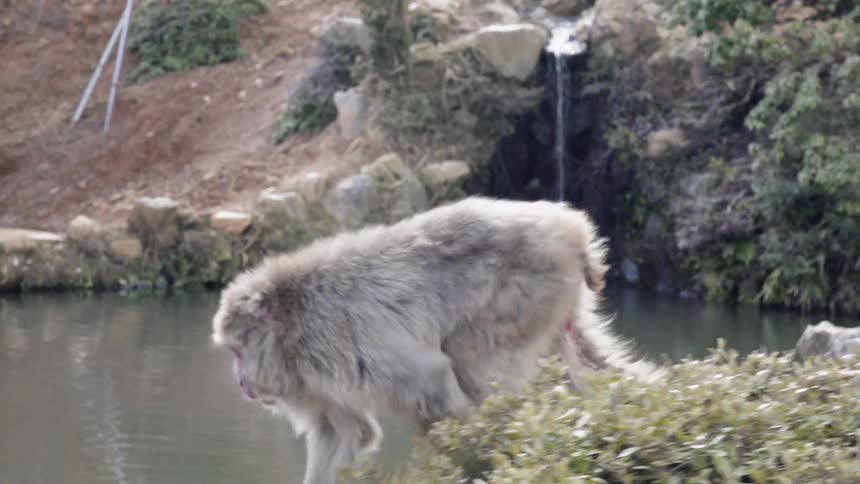 The baboon walks by the water