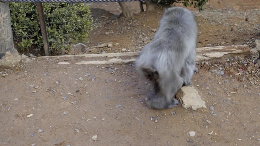 A monkey is standing up and walking away outside in daylight