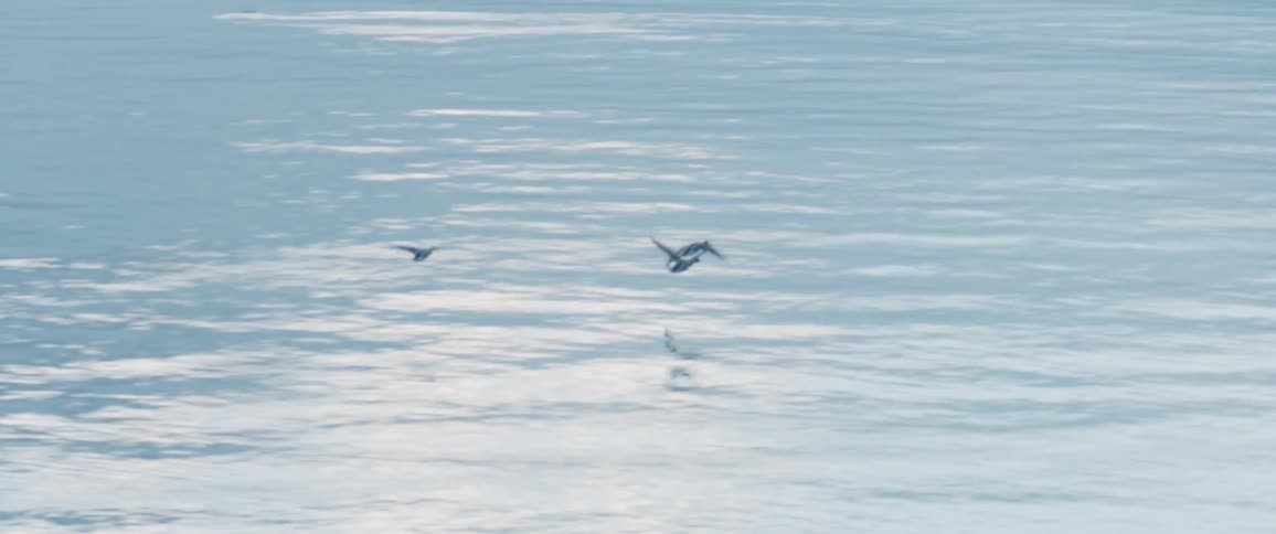 Birds in flight over ocean