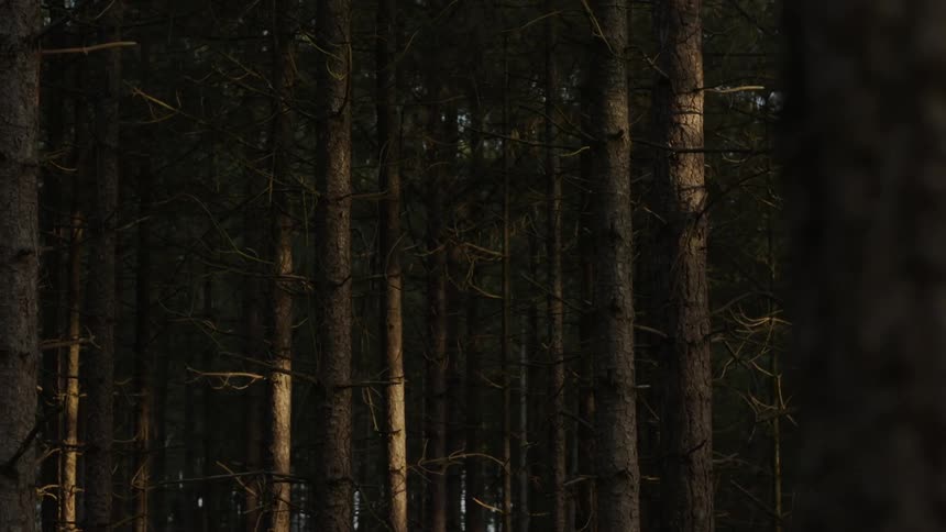 Tall trees tower in the woods
