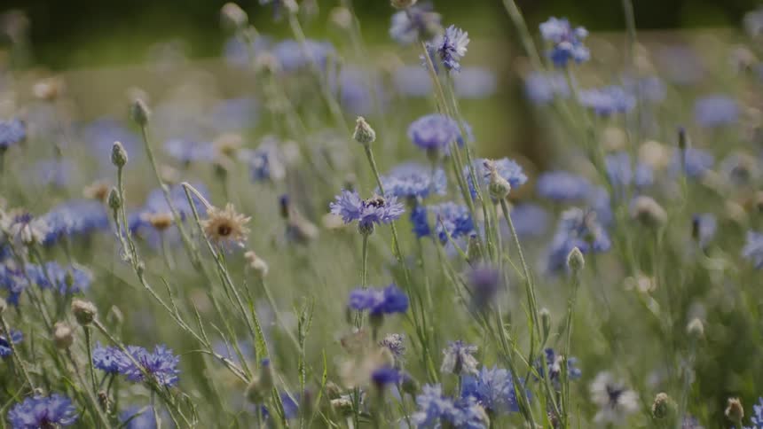 The flowers on the field are purple