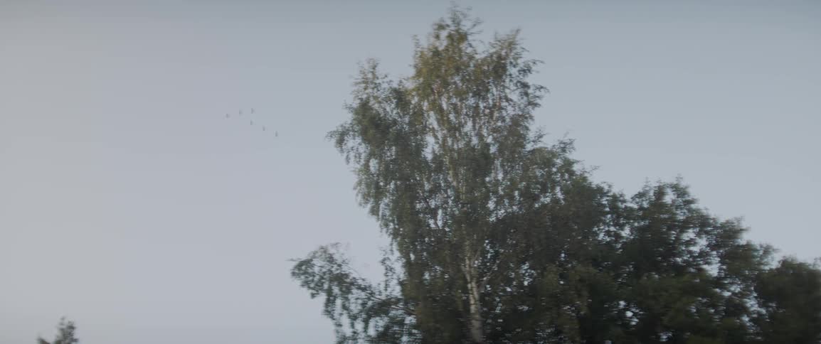 Birds fly above tall trees